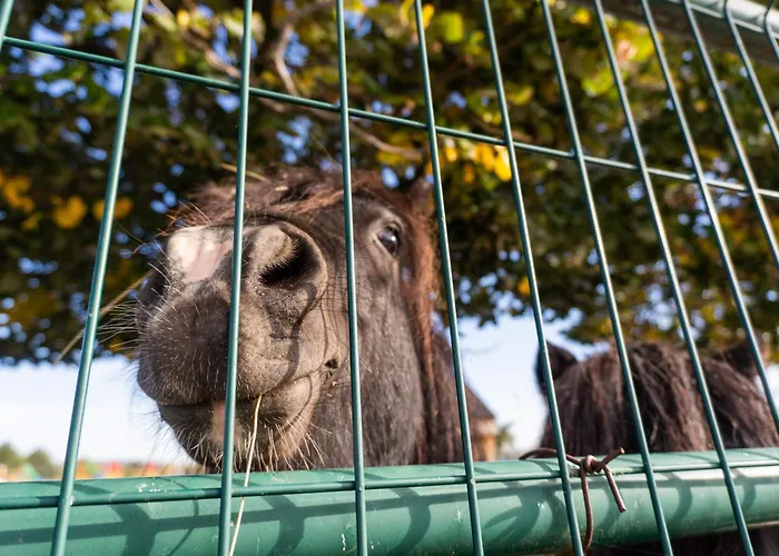 ホテル Rozalka 3*